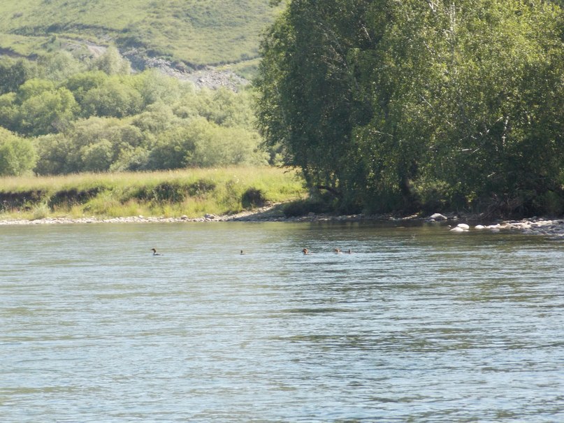 Утки-крохали на реке Чарыш