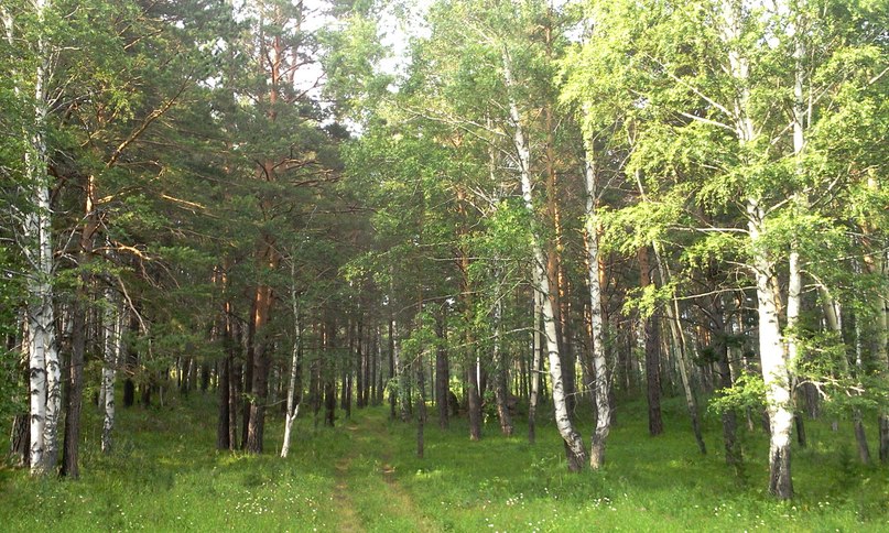 Живописный лес возле села Колывань